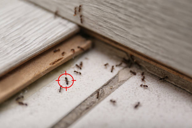 Best Best Pest Control Companies  in West Salem, OH