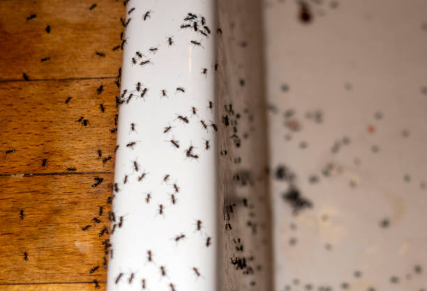 Best Pest Inspection Near Me  in West Salem, OH